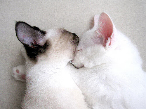 唯一性的胜利,森林狼火力压制雷霆,伦纳德带队彰显领袖风范