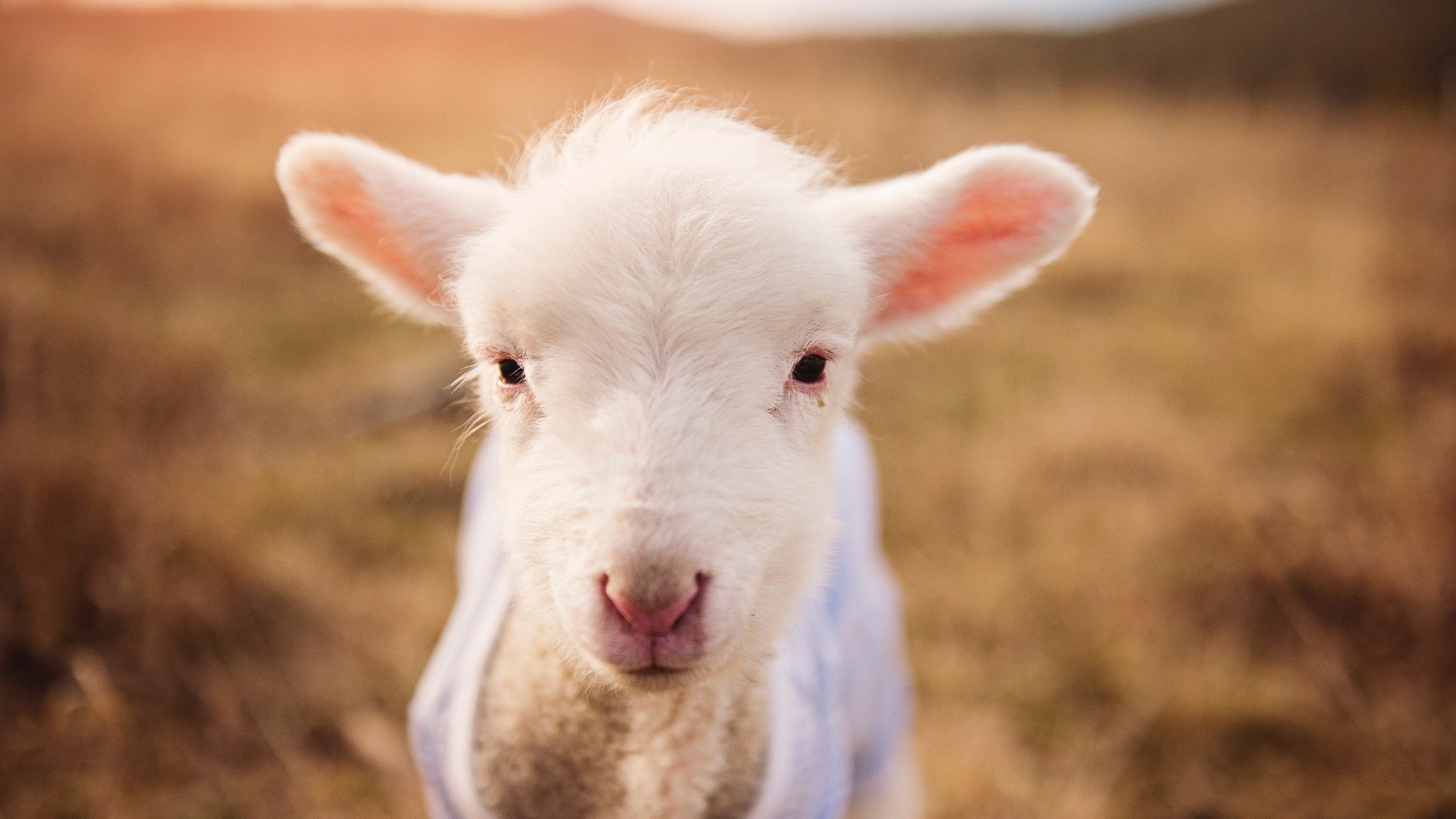 牙买加节奏对决巴黎体系,哈兰德,攻防转换的野蛮交响