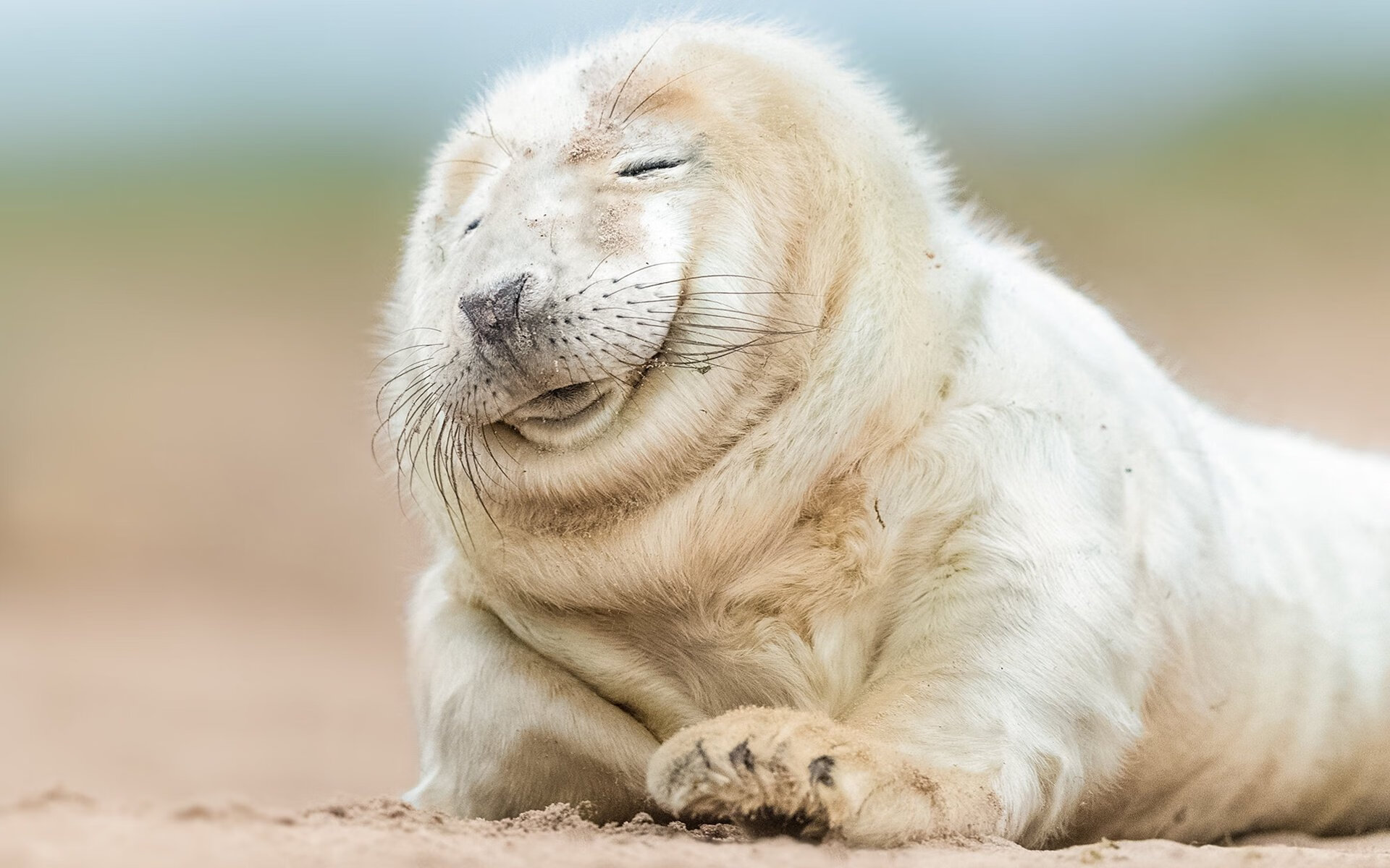 冰火两重天，森林狼横扫深圳，东契奇欧冠称王