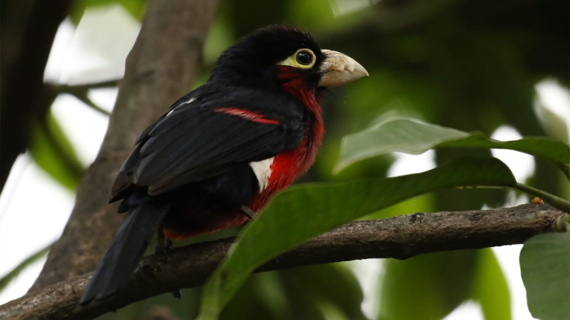 雷火电竞合作-连续得分压制阿根廷！凯恩攻防两端统治比赛，巴拉圭赢得关键胜利